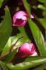 SmugMug > keywords > buds > Spring Time >  Little Pink Buds with Saw Leaves